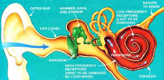 this drawing shows the inner parts of your ear: outer ear, ear canal, eardrum, hammer, anvil, stirrup, high-frequency receptors which are the first to be damaged by loud noise, cochlea, low-frequency receptors which are the last to be damaged by loud noise, and finally the nerves to brain