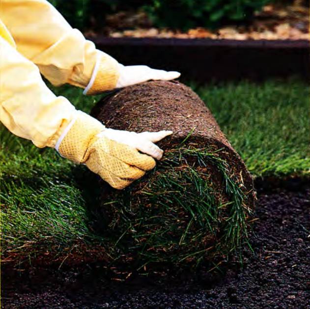 Anyone can lay sod, but it's a little bit more complex than green side up - here's how